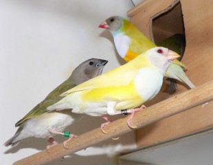 Первый выводок. Малыши, щепные на "ино".