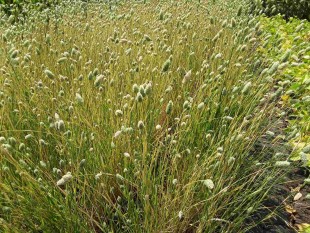 Канареечник