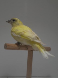 Бородатый чиж <br />(Carduelis barbata)<br />самка<br />© Stefano Bolognesi