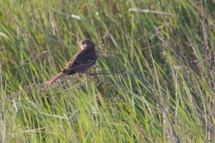 Emberiza calandra_01.jpg
