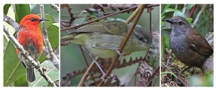 Myzomela wahe, Phylloscopus emilsalimi и Locustella portenta