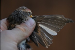 Белое перо.JPG