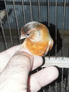 20210620_194140.jpg (102.63 КБ) 1082615 просмотров Гибрид F1, самец<br />Огненный чиж х канарейка<br />© GA.