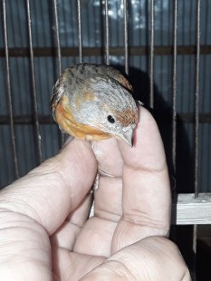 20210620_193744.jpg (85.84 КБ) 1081980 просмотров Гибрид F1, самка<br />Огненный чиж х канарейка<br />© GA.