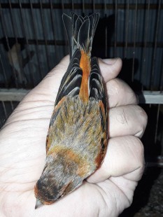 20210620_194044.jpg (102.74 КБ) 1081980 просмотров Гибрид F1, самец<br />Огненный чиж х канарейка<br />© GA.