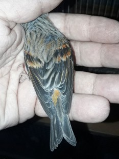 20210620_193902.jpg (214.25 КБ) 1083717 просмотров Гибрид F1, самка<br />Огненный чиж х канарейка<br />© GA.