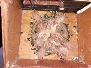 20220814_173534.jpg (158.44 КБ) 41104 просмотра Канарейки