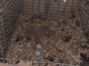 20220814_173703.jpg (144.93 КБ) 41104 просмотра Какарики