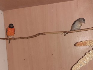 20220814_173636.jpg (62.35 КБ) 41104 просмотра Огненные чижи