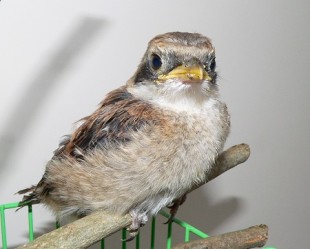 P1410041.JPG (64.27 КБ) 34962 просмотра После кормешки.