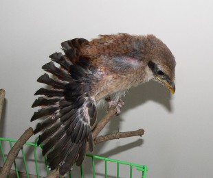 P1410063.JPG (234.41 КБ) 34962 просмотра Разминка.