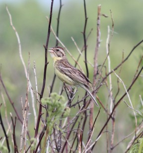 © Кеушев Роман <br />© Пакалнис Даниэль