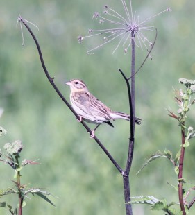 © Кеушев Роман <br />© Пакалнис Даниэль
