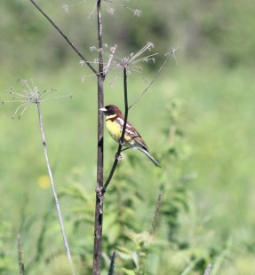 © Кеушев Роман <br />© Пакалнис Даниэль