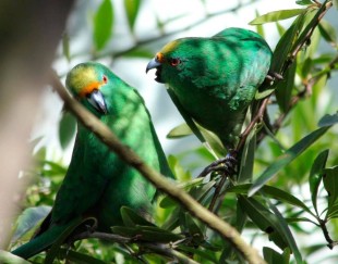 Cyanoramphus malherbi 2.jpg