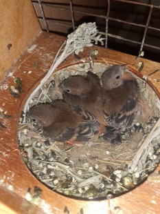 Огненный чиж