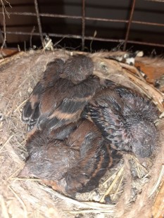 Огненный чиж