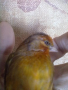 Ещё немного не долиняли