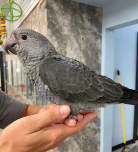 Джейкоб Хэмплтон