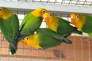 fischeri yellow face 4.jpg