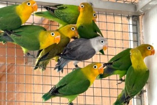 fischeri yellow face 2.jpg