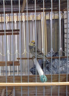 КШ осветлённый.jpg