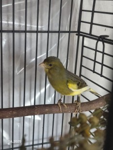 Гарцкий роллер