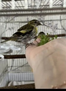 Screenshot_20260318_184849_Yandex Browser.jpg