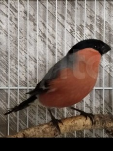 Screenshot_20260319_123627_Yandex Browser.jpg