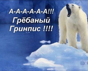 ...белый медведь