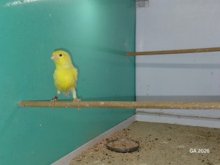 Гарцский роллер