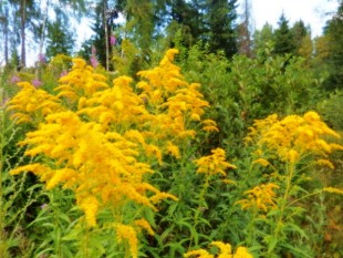 золотарник,помню-помню:золотые розги