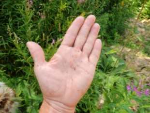 семена бодяка,еле видно!