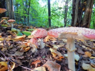 это:мухомор - красный,не путать с пантерным!