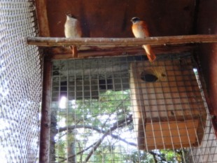 и горихвостки третьегодки <br />- за компанию