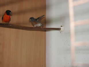 Изображение 152.jpg (311.29 КБ) 24999 просмотров Огненные чижи 2014