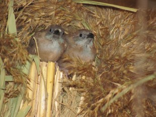 Изображение 168.jpg (566.01 КБ) 24976 просмотров Красноухие астрильды 2014