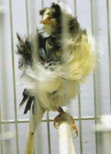 Roggetto<br />© L. &amp; R. Veselý