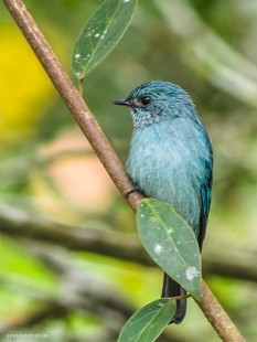 Verditer Flycatcher (Female).jpg (82.45 КБ) 21671 просмотр Небесно-синяя мухоловка <br />самка<br />© BIRDs Photography