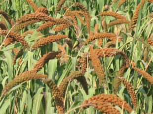 сенегальское просо