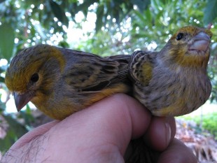 Пара диких канареек (Serinus canaria) <br />© Victor Falcón