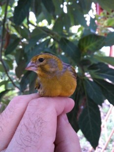 Самец (Serinus canaria) <br />© Victor Falcón