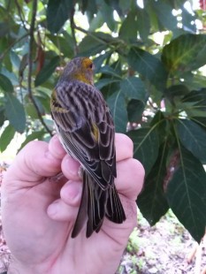 Самец (Serinus canaria) <br />© Victor Falcón