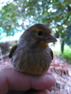 Самка (Serinus canaria) <br />© Victor Falcón