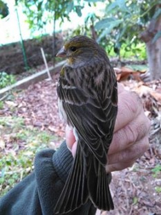 Самка (Serinus canaria) <br />© Victor Falcón