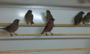 Большая чечевица (Carpodacus rubicilla) <br />© Sanafels