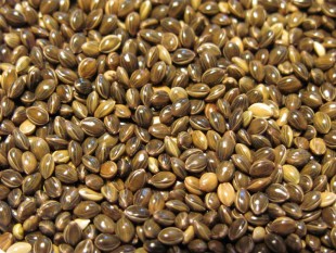 просо-7.jpg (166.67 КБ) 43970 просмотров Просо зеленое<br />©GA.