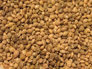 просо-8.jpg (143.8 КБ) 43970 просмотров Просо серебристое<br />©GA.