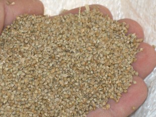 просо-13.jpg (140.12 КБ) 44087 просмотров Ежовник - куриное просо<br />©GA.