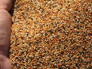 просо-11.jpg (231.42 КБ) 43998 просмотров Могар<br />©GA.